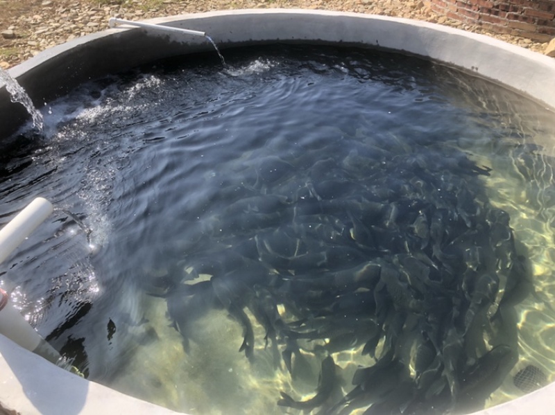 霍山土菜,一道美食文化的盛宴